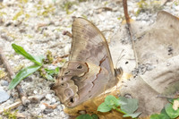 Lethe chandica-3518 -  Doi Inthanon - 23/03/25