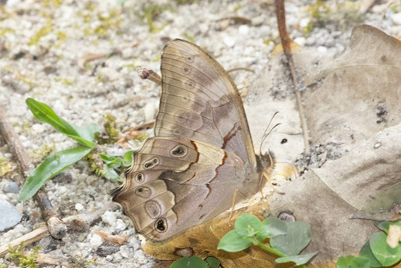 Lethe chandica-3518 -  Doi Inthanon - 23/03/25