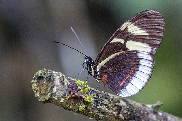 Heliconius cydno-6365