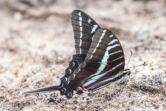 Protographium philolaus-2514
