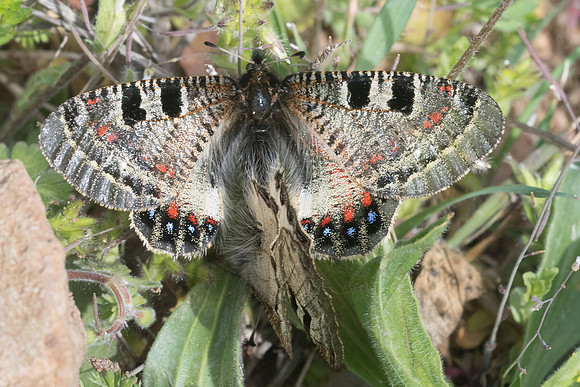 Archon apollinus-3050 - Alexandroupoli - 10/04/22