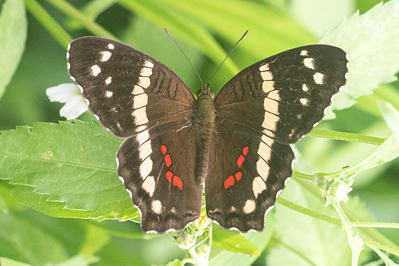 Anartia fatima-4131
