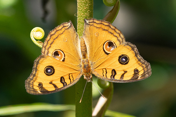 Junonia almana-0717 Kuala Woh Recreational Forest - 15/03/25