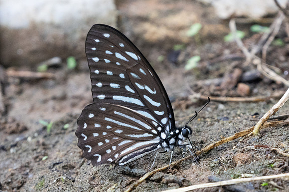 Graphium megarus-9526