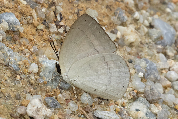 Curetis insularis-8312