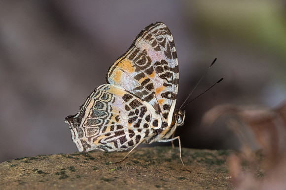 Symbrenthia hypselis cotanda-8496 - Chiang Dao - 14/11/23