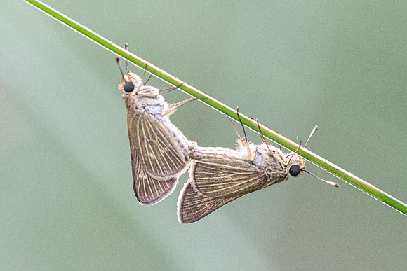 Panoquina panoquinoides-9253