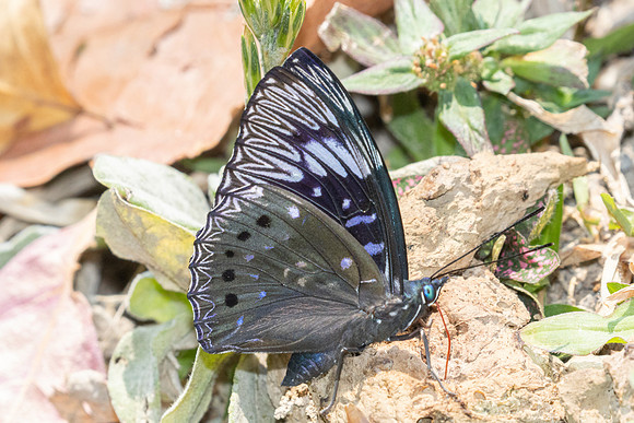 Dichorragia nesimachus-3771
