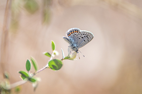 27102017-Plebejus acmon-5