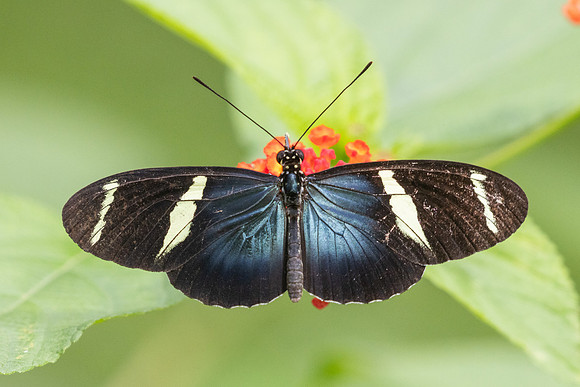 Heliconius sara-9725