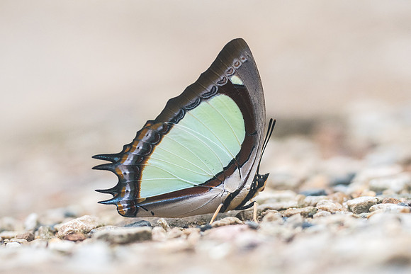 Polyura jalysus-2229 - Chiang Dao - 17/11/23