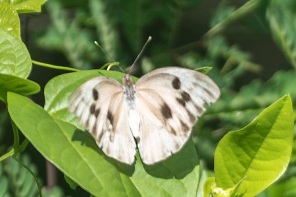 Ganyra josephina-6329 - Uxmal