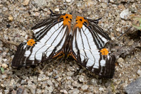 Cyrestis maenalis-8535 - Fraser's hill - 10/03/25