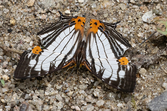 Cyrestis maenalis-8535 - Fraser's hill - 10/03/25
