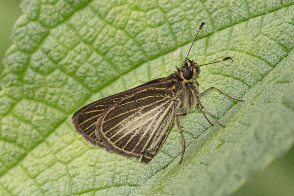 Callimormus radiola-5684