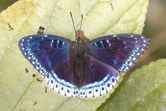 Stibochiona nicea-3449 - Chiang Dao - 19/03/24