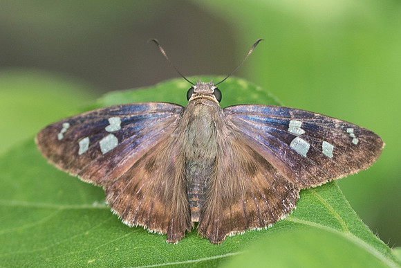 polygonus manueli-4392
