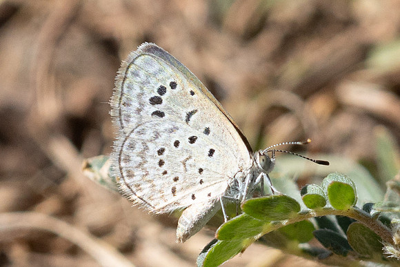 Zizeeria karsandra-0297 - Antalya, Gezi parki - 15/09/24
