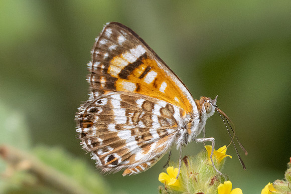 Aricoris erostratus-3235 - 9/06/24