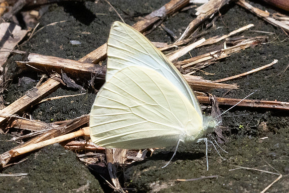 Appias albina-9212