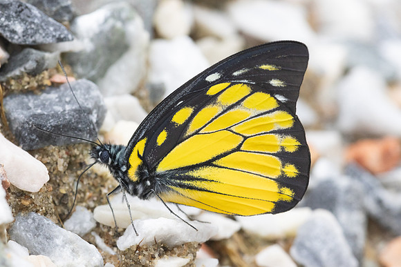 Prioneris thestylis-9041