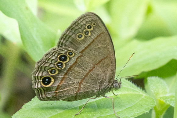 Vareuptychia themis-8487 - Cartagena - 1/06/24
