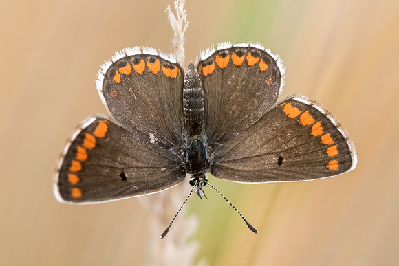 Aricia agestis-9643 - Précy - 16/07/17