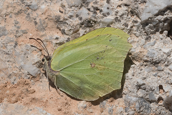 Gonopteryx rhamni-7396