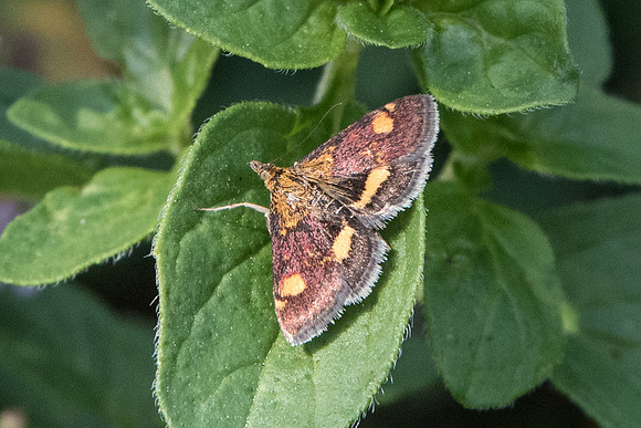 Pyrausta aurata - La Queue les Yvelines
