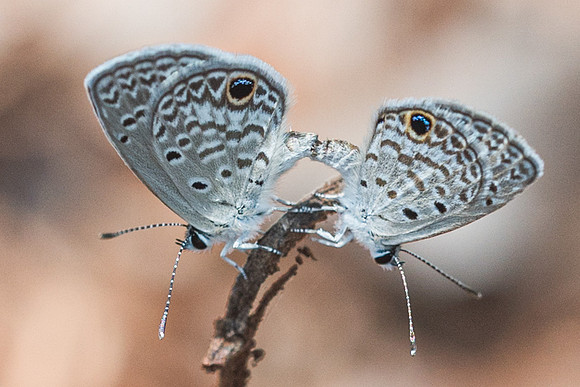 Echinargus huntingtoni hannoides-5705