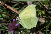 Gonepteryx rhamni-7568