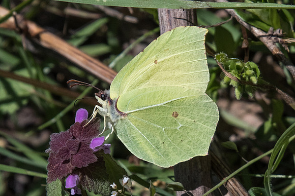 Gonepteryx rhamni-7568