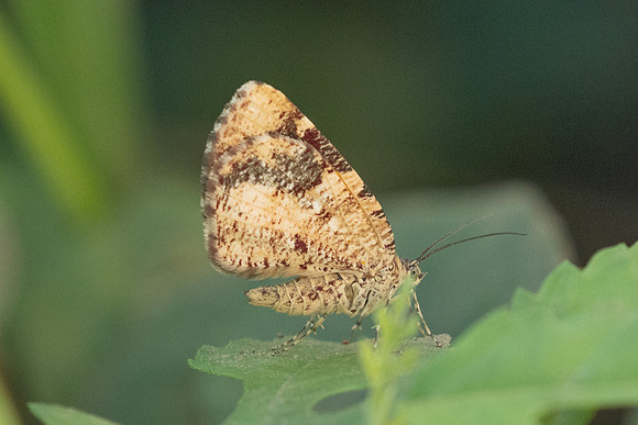 Heterusia atalantata ♀-4447