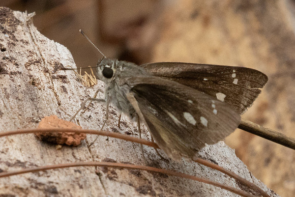 Suastus gremius-2867