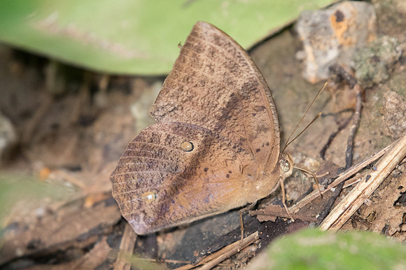 Discophora sondaica-2420 - Chiang Dao - 15/11/23