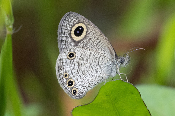 Ypthima huebneri-9109