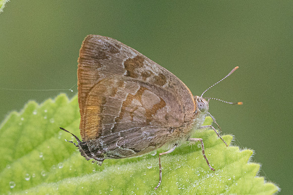 Rekoa palegon-2760 - Barichara - 9/06/24