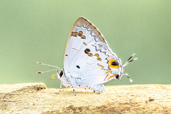 Hypolycaena othona-3808 - Chiang Dao - 19/03/24