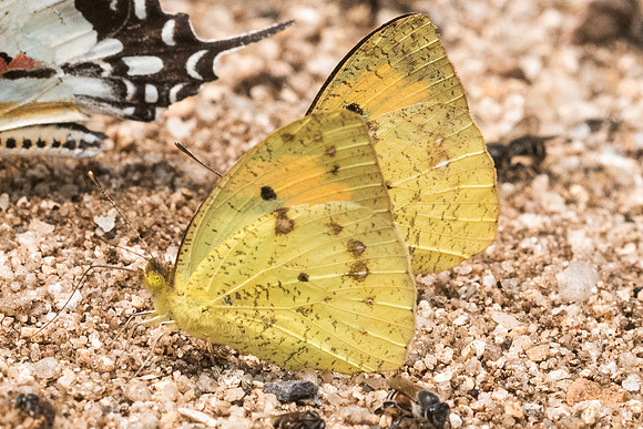 Ixias pyrene - 1025 - Chiang Dao  - 11/03/23