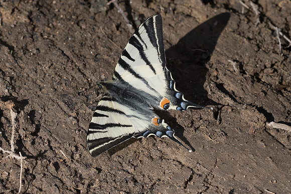 Iphiclides podalirius-0819