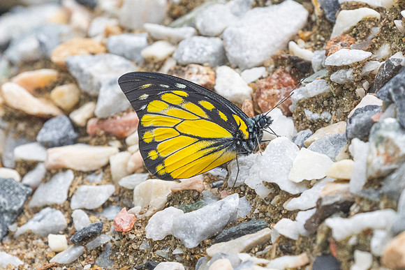 Prioneris thestylis-8940