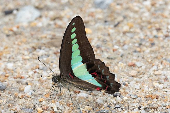 Graphium sarpedon-8292