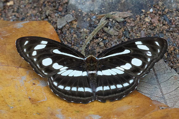 Athyma pravara-1276 - Chiang Dao - 17/03/24