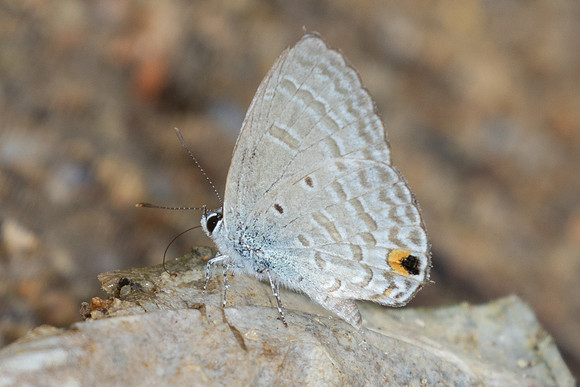 Catochrysops panormus-0183