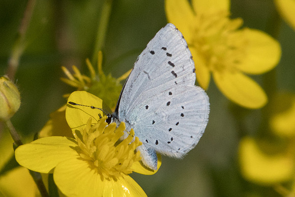 Celastrina argiolus ♀-2139