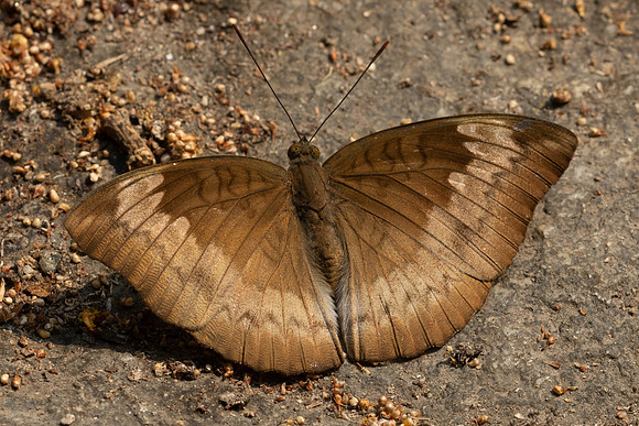 Euthalia monina-6943 - Doi Suthep - 28/03/24