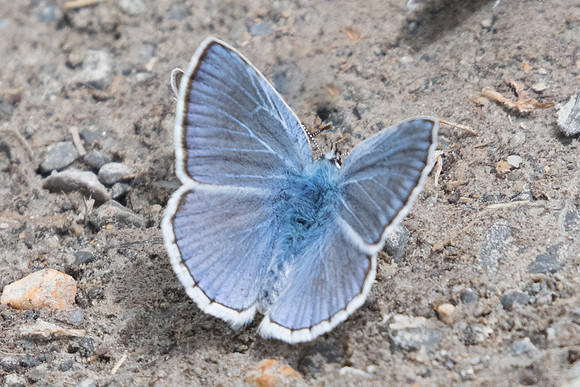 Polyommatus escheri ♂-4291 - col de l'Izoard (1745m) - 2/07/20