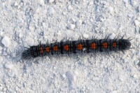 Chenille Nymphalis antiopa-3172