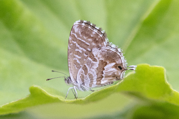 Cacyreus marshalli-9688 - Istambul, Saint-Sauveur-In-Chora - 10/09/24