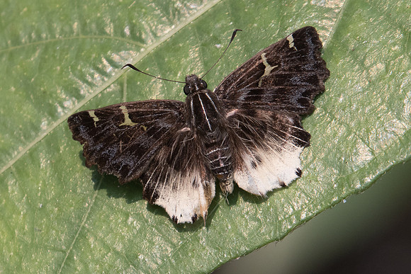 Darpa hanria  Moore-0329 -  Doi Suthep - 7/03/23